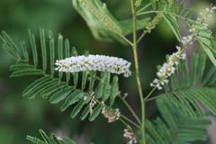 Acacia polyacantha